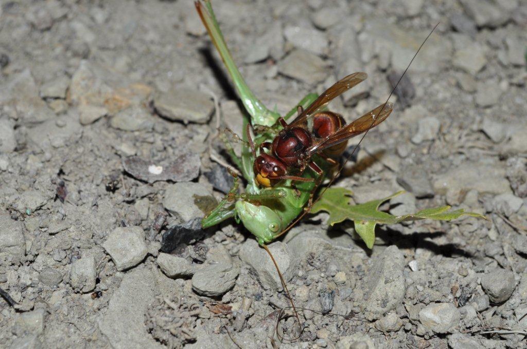 L''attacco del Calabrone e frazionamento della preda